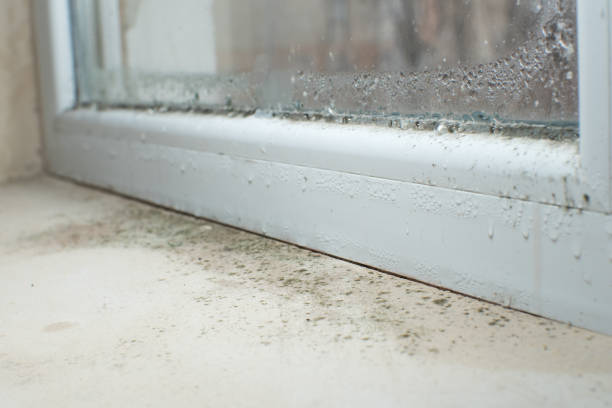 Best Mold Prevention Services  in Barnum Island, NY